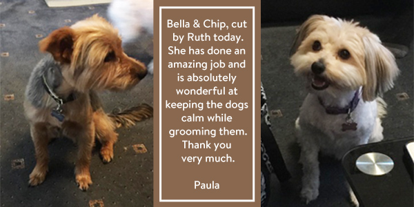 Bella-Chip-review